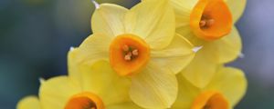 Preview wallpaper daffodils, flowers, petals, spring, yellow