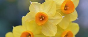 Preview wallpaper daffodils, flowers, petals, spring, yellow