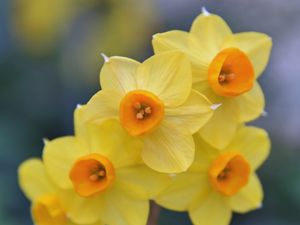 Preview wallpaper daffodils, flowers, petals, spring, yellow