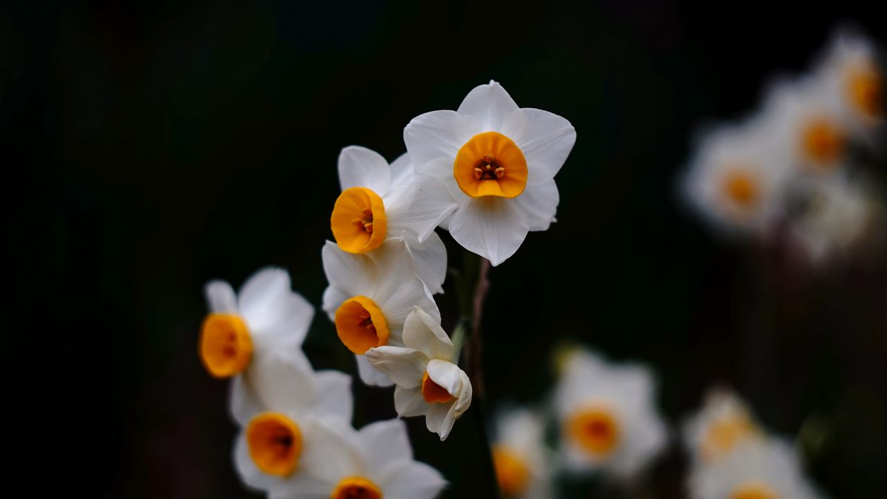 Wallpaper daffodils, flowers, petals, black background, blur