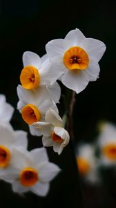 Preview wallpaper daffodils, flowers, petals, black background, blur