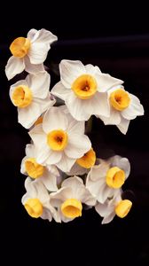 Preview wallpaper daffodils, flowers, petals, plant, macro