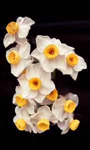 Preview wallpaper daffodils, flowers, petals, plant, macro