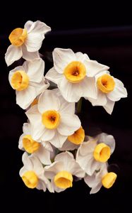 Preview wallpaper daffodils, flowers, petals, plant, macro