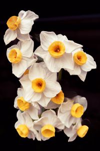 Preview wallpaper daffodils, flowers, petals, plant, macro