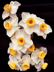Preview wallpaper daffodils, flowers, petals, plant, macro