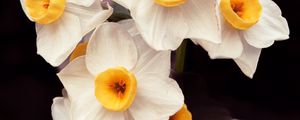 Preview wallpaper daffodils, flowers, petals, plant, macro