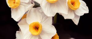 Preview wallpaper daffodils, flowers, petals, plant, macro