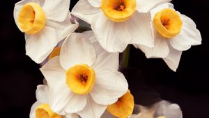 Preview wallpaper daffodils, flowers, petals, plant, macro