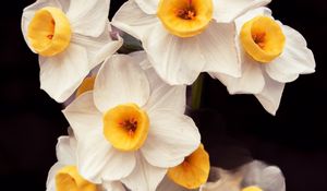 Preview wallpaper daffodils, flowers, petals, plant, macro