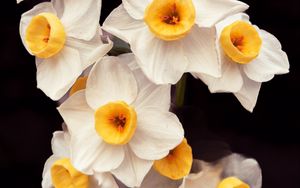 Preview wallpaper daffodils, flowers, petals, plant, macro