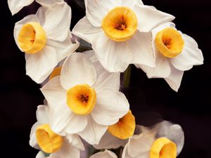Preview wallpaper daffodils, flowers, petals, plant, macro