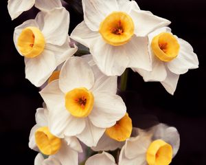 Preview wallpaper daffodils, flowers, petals, plant, macro