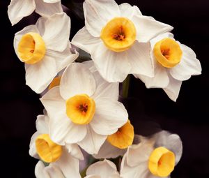 Preview wallpaper daffodils, flowers, petals, plant, macro