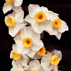 Preview wallpaper daffodils, flowers, petals, plant, macro