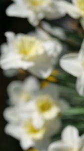 Preview wallpaper daffodils, flowers, petals, white