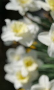 Preview wallpaper daffodils, flowers, petals, white