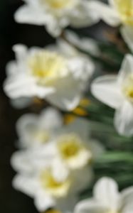 Preview wallpaper daffodils, flowers, petals, white