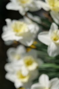 Preview wallpaper daffodils, flowers, petals, white