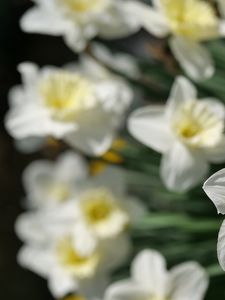 Preview wallpaper daffodils, flowers, petals, white