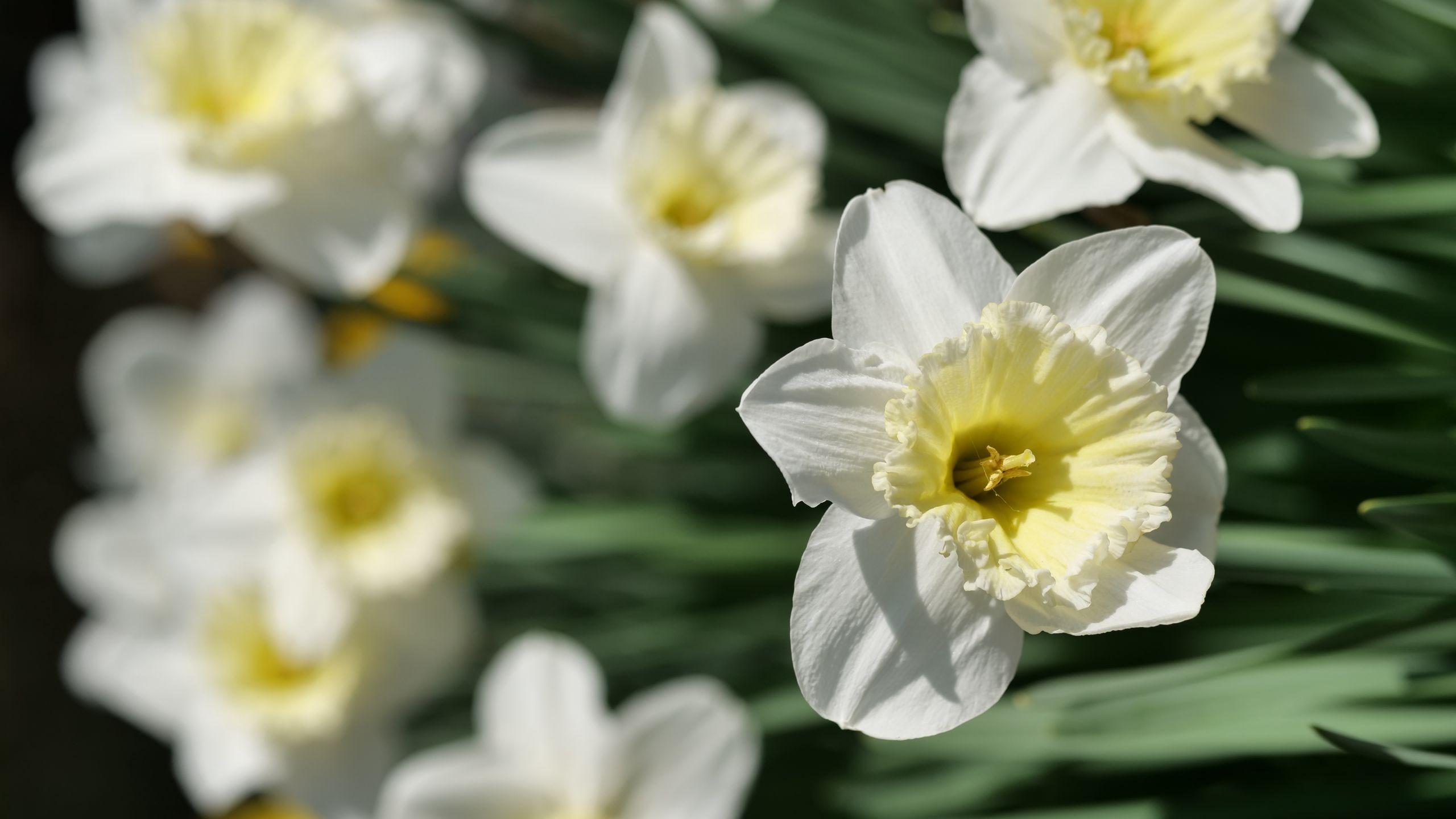 Download wallpaper 2560x1440 daffodils, flowers, petals, white ...