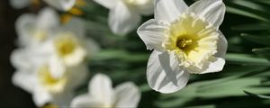 Preview wallpaper daffodils, flowers, petals, white
