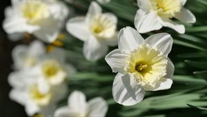 Preview wallpaper daffodils, flowers, petals, white