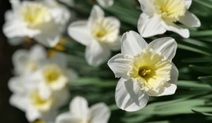 Preview wallpaper daffodils, flowers, petals, white