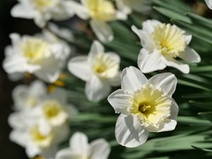 Preview wallpaper daffodils, flowers, petals, white