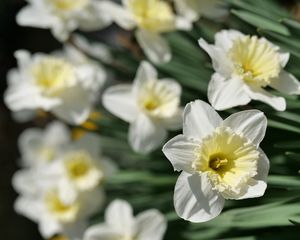 Preview wallpaper daffodils, flowers, petals, white