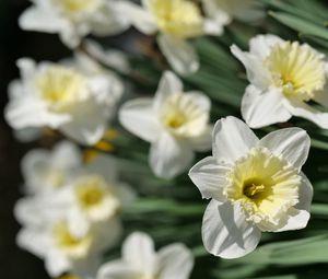 Preview wallpaper daffodils, flowers, petals, white