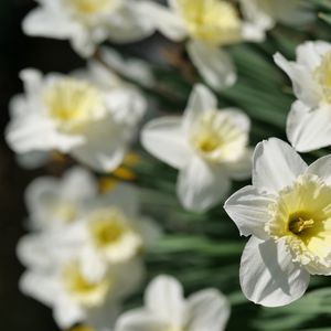 Preview wallpaper daffodils, flowers, petals, white