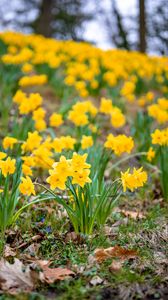 Preview wallpaper daffodils, flowers, petals, yellow