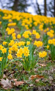 Preview wallpaper daffodils, flowers, petals, yellow