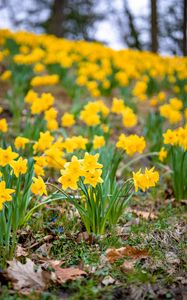 Preview wallpaper daffodils, flowers, petals, yellow