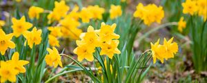 Preview wallpaper daffodils, flowers, petals, yellow