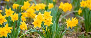 Preview wallpaper daffodils, flowers, petals, yellow