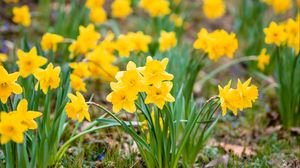 Preview wallpaper daffodils, flowers, petals, yellow