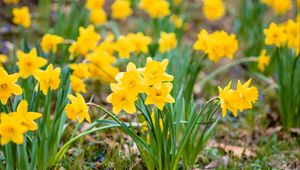 Preview wallpaper daffodils, flowers, petals, yellow