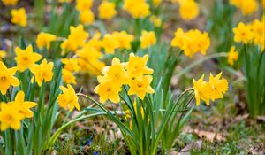 Preview wallpaper daffodils, flowers, petals, yellow