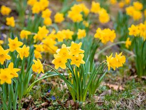 Preview wallpaper daffodils, flowers, petals, yellow