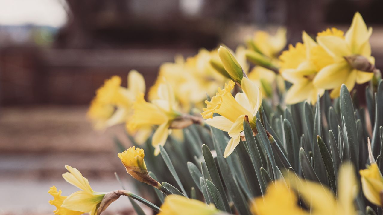 Wallpaper daffodils, flowers, petals, leaves, blur hd, picture, image