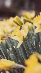 Preview wallpaper daffodils, flowers, petals, leaves, blur