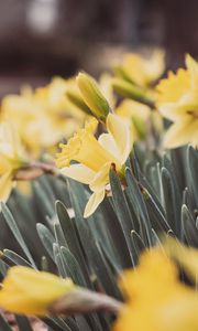 Preview wallpaper daffodils, flowers, petals, leaves, blur