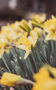 Preview wallpaper daffodils, flowers, petals, leaves, blur