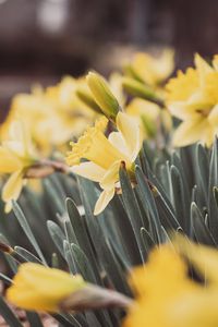 Preview wallpaper daffodils, flowers, petals, leaves, blur