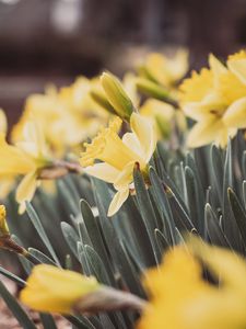 Preview wallpaper daffodils, flowers, petals, leaves, blur