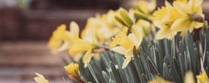 Preview wallpaper daffodils, flowers, petals, leaves, blur