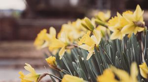 Preview wallpaper daffodils, flowers, petals, leaves, blur