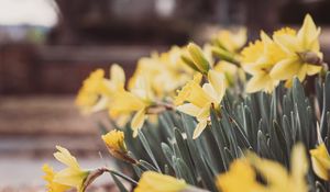 Preview wallpaper daffodils, flowers, petals, leaves, blur